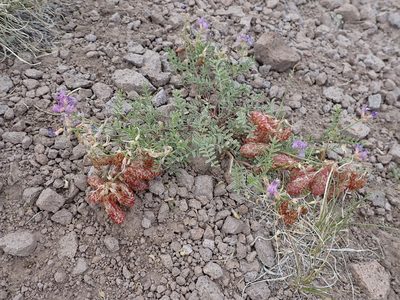 Astragalus whitneyi, photographed by John Brew