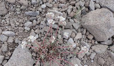 Ipomopsis congesta, photographed by John Brew