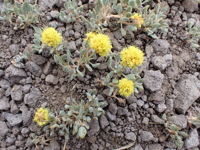 Eriogonum rosense, photographed by John Brew
