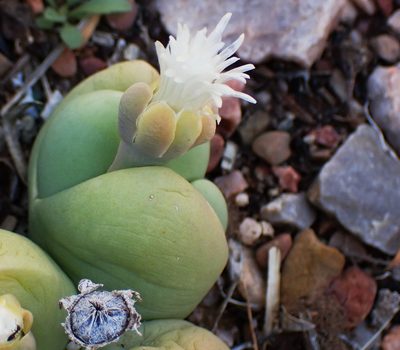 Gibbaeum heathii, photographed by Di Turner