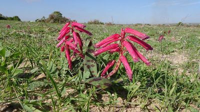 Lachenalia punctata, photographed by Paul Emms
