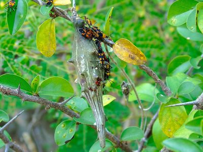 Dictyanthus sepicola, photographed by Francisco Farriols Sarabia