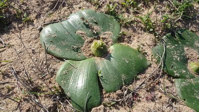 Massonia depressa, photographed by Paul Emms