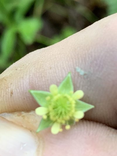 Geum virginianum, photographed by pamelabarnabee