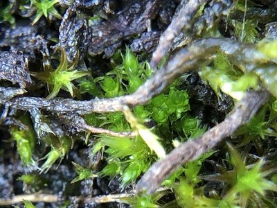 Gemmabryum dichotomum, photographed by Young Jun Lee