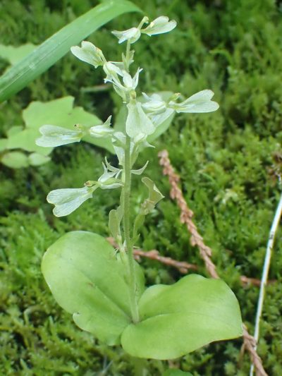 Neottia convallarioides, photographed by Trevor Van Loon
