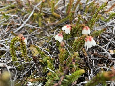 Harrimanella stelleriana, photographed by Roger Rittmaster