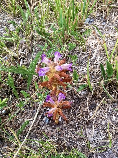 Orobanche purpurea, photographed by Karsten Rohweder