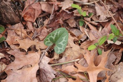 Asarum lewisii, photographed by Ashwin Srinivasan