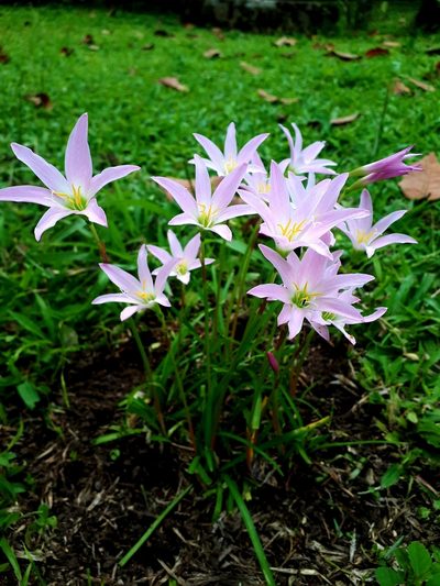 Zephyranthes rosea, photographed by EDMILSON FERNANDO JARQUIN LOPEZ