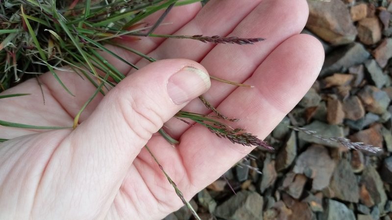 Poa glauca, photographed by nina_nesterova