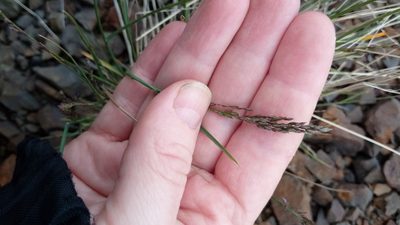 Poa glauca, photographed by nina_nesterova