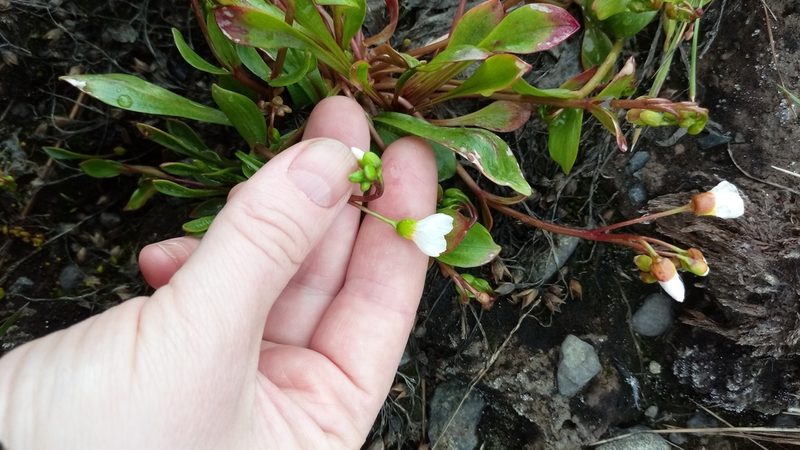 Claytonia joanneana, photographed by nina_nesterova