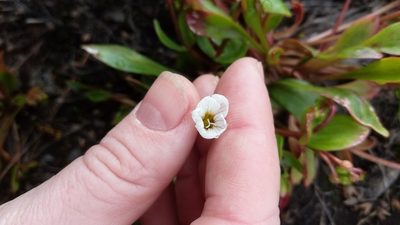 Claytonia joanneana, photographed by nina_nesterova