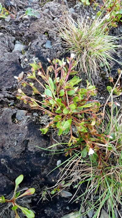 Claytonia joanneana, photographed by nina_nesterova