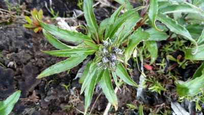 Saussurea tilesii, photographed by nina_nesterova