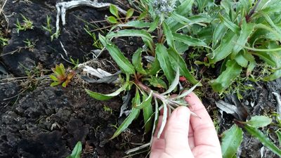 Saussurea tilesii, photographed by nina_nesterova