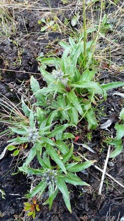 Saussurea tilesii, photographed by nina_nesterova