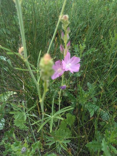 Sidalcea neomexicana, photographed by Dillon Alexander