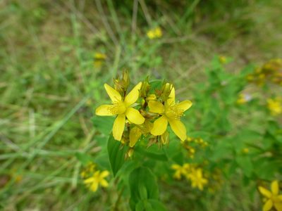 Hypericum tetrapterum, photographed by Sheelagh Halsey