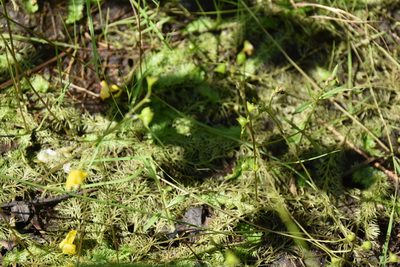 Utricularia intermedia, photographed by Игорь Васильев