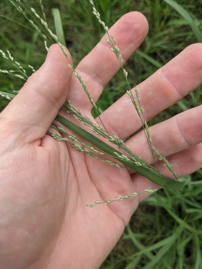 Panicum coloratum, photographed by Cleveland Powell
