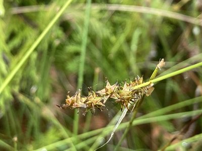 Carex sterilis, photographed by Derek