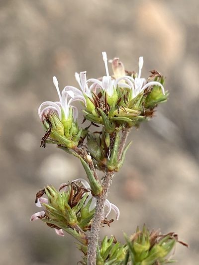 Wahlenbergia rubens, photographed by Dave U