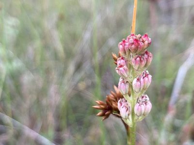 Triantha glutinosa, photographed by Derek