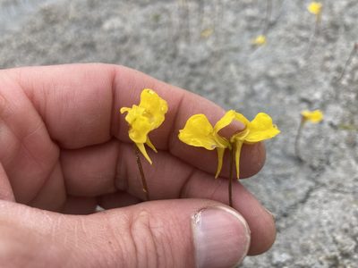 Utricularia cornuta, photographed by Derek