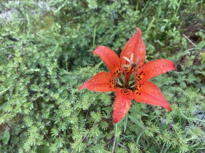 Lilium philadelphicum, photographed by Derek