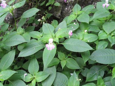 Impatiens balfourii, photographed by Marco Mussita