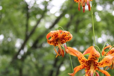 Lilium michiganense, photographed by natepow