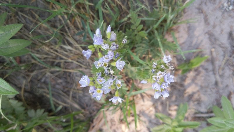 Polemonium californicum, photographed by Noland Martin