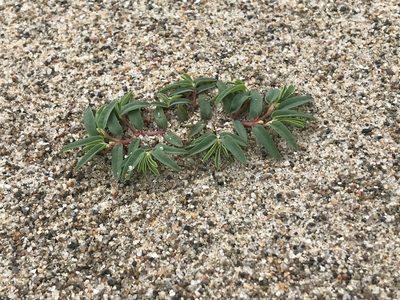 Euphorbia polygonifolia, photographed by Rae Bosley