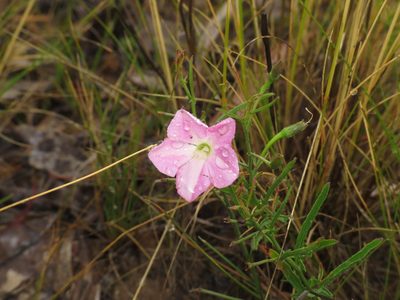 Convolvulus erubescens, photographed by Donald Hobern