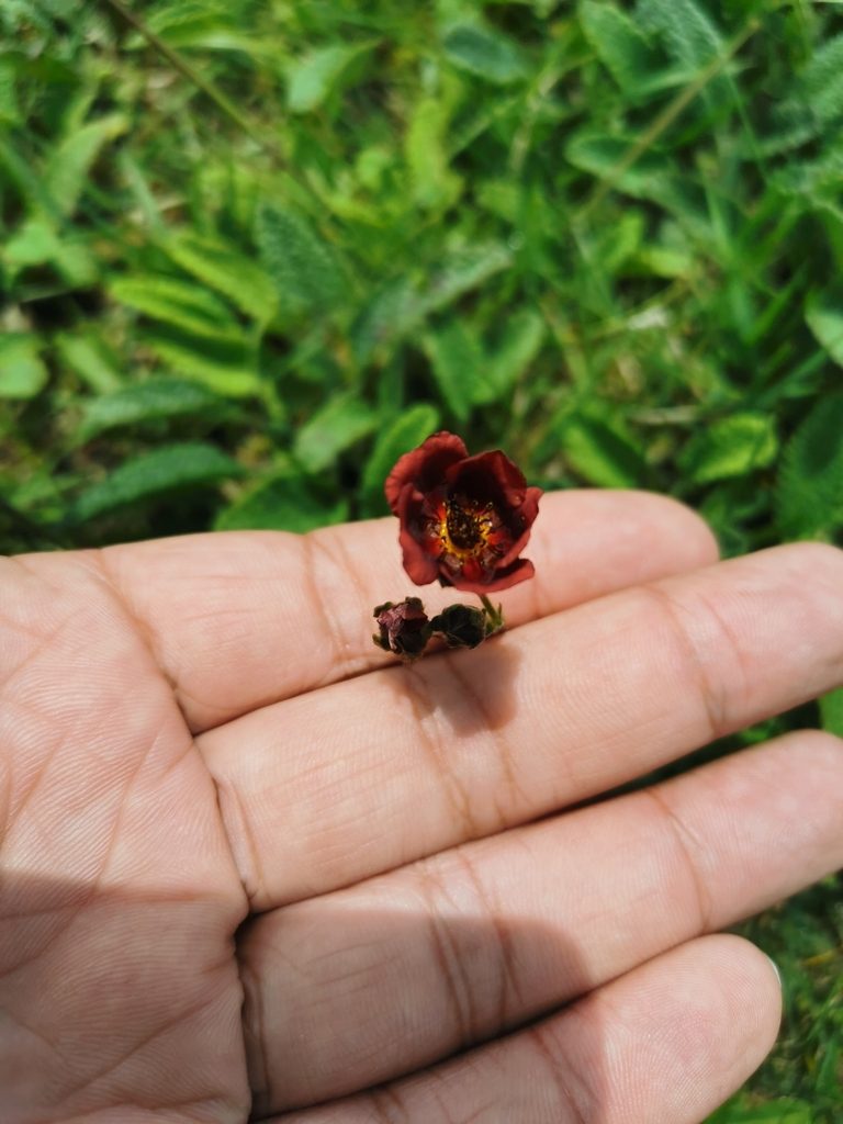 Potentilla rubra, photographed by Juan Carlos Pérez Magaña