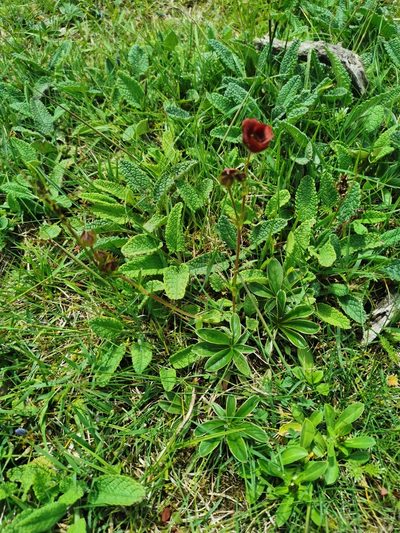 Potentilla rubra, photographed by Juan Carlos Pérez Magaña