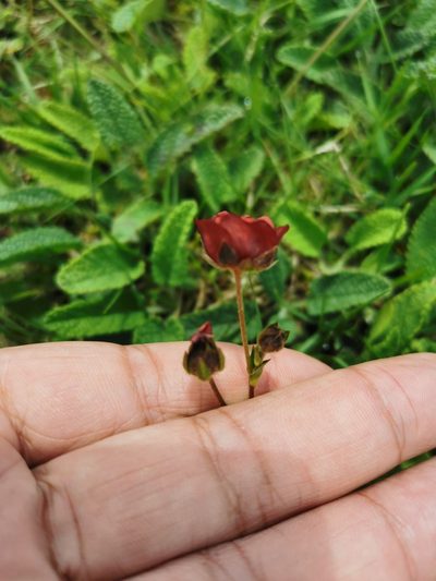 Potentilla rubra, photographed by Juan Carlos Pérez Magaña