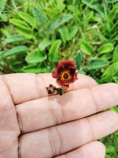 Potentilla rubra, photographed by Juan Carlos Pérez Magaña