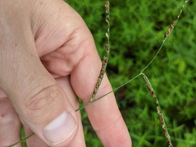 Paspalum plicatulum, photographed by Cleveland Powell