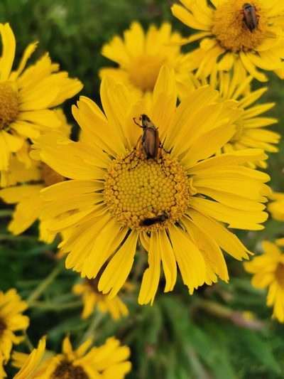 Hymenoxys integrifolia, photographed by Juan Carlos Pérez Magaña