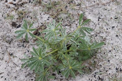 Lupinus cosentinii, photographed by Tony Rebelo