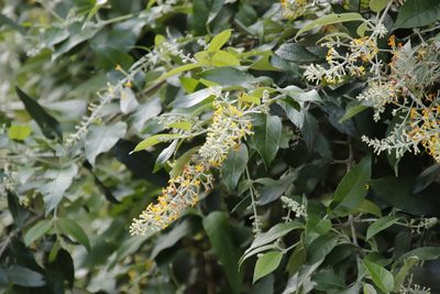 Buddleja madagascariensis, photographed by Tony Rebelo