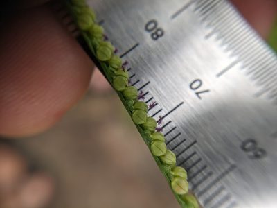 Paspalum setaceum, photographed by Cleveland Powell
