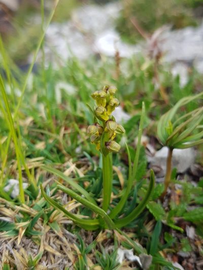 Chamorchis alpina, photographed by Michael Haag
