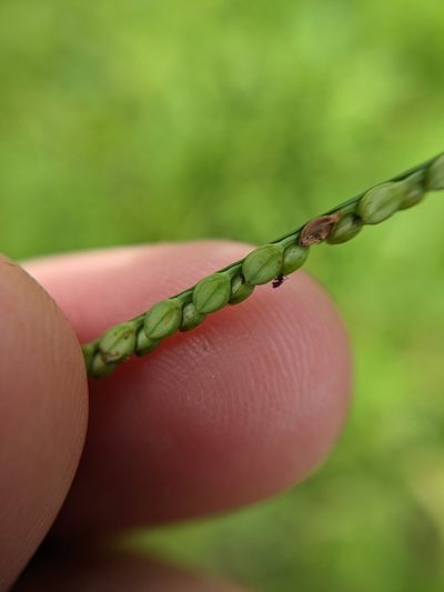 Paspalum laeve, photographed by Cleveland Powell