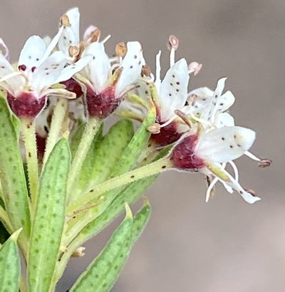 Agathosma puberula, photographed by Dave U