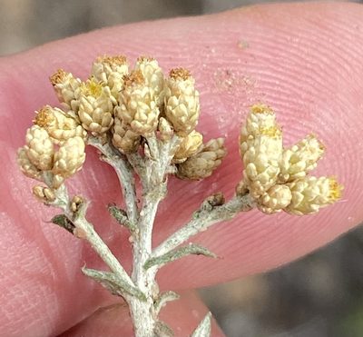 Helichrysum rosum, photographed by Dave U