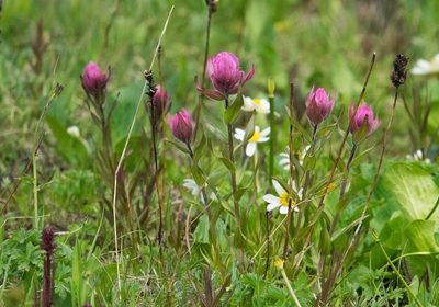 Castilleja rhexiifolia, photographed by Mike Duran